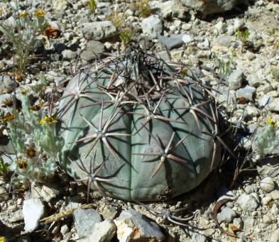 Echinocactus horizinthalonius La Reforma