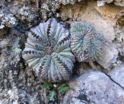 Aztekium ritteri za Rayones 2