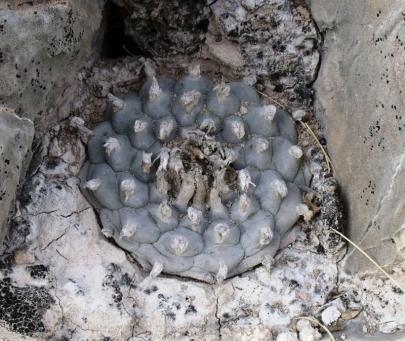 Lophophora williamsii Cuatro Cienegas