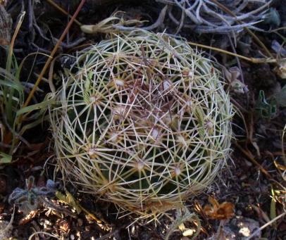 Coryphantha sp. za El Vergel