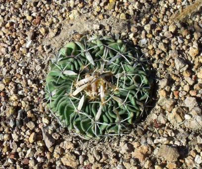Stenocactus phyllacanthus před La Paz