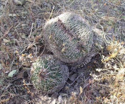 Stenocactus phyllacanthus Sierra Chapultepec