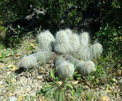 Echinocereus delaetii za La Luz