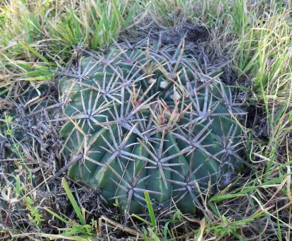 Ferocactus macrodiscus septentrionalis Romerillos