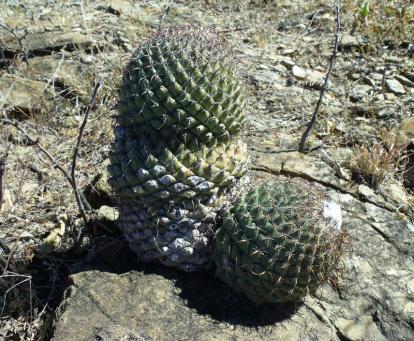 Coryphantha longicornis Palmito