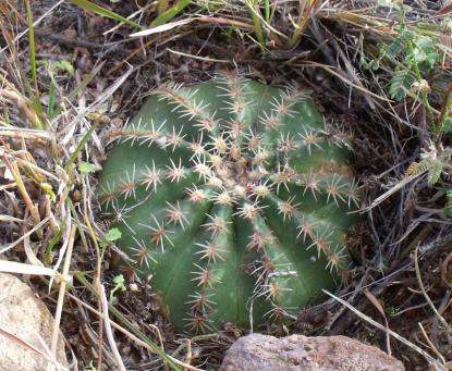 Echinocereus weinbergii Sierra Chapultepec