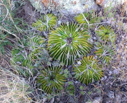 Stenocactus sp. před Aldama