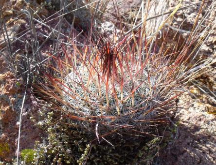 Stenocactus ochoterenae aff. Sierra Chapultepec