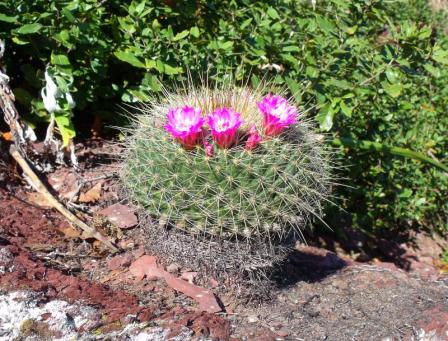 Mamillaria rubrograndis Minas Asbestos