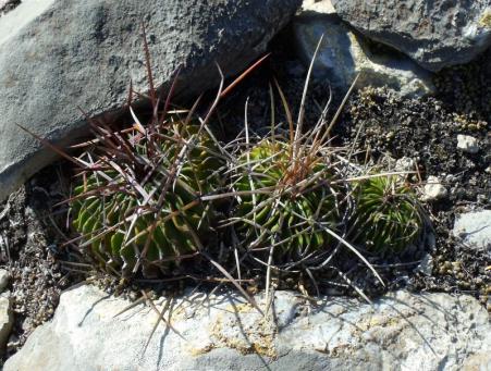 Stenocactus lamellosus Cerro Prieto
