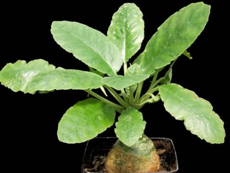 Dorstenia sp. Mecca, Lavranos 20542