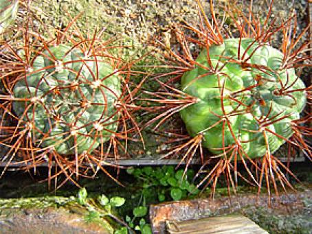 GY TILIANUM SPINY FORM ZUBR, SHINY RED FLOWERS