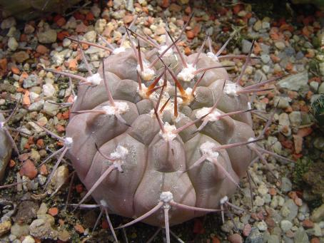 Gymnocalycium mucidum P 36a