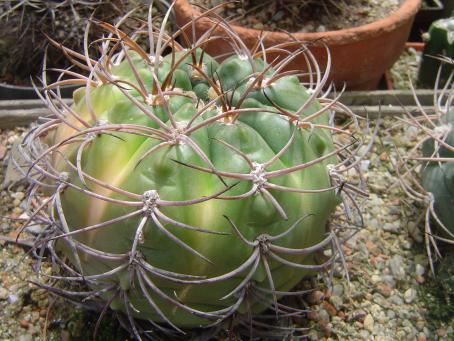 Gymnocalycium glaucum FR 961