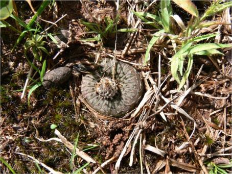 Frailea phaeodisca