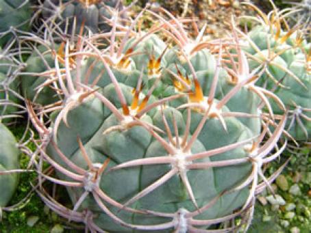 GY CARMINANTHUM MONTANUM SLABA 