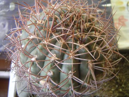 Gymnocalycium glaucum P 218 typ