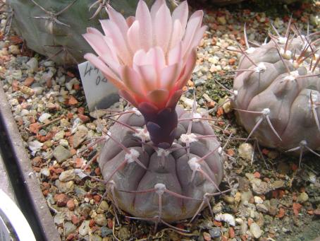 Gymnocalycium mucidum P 36a