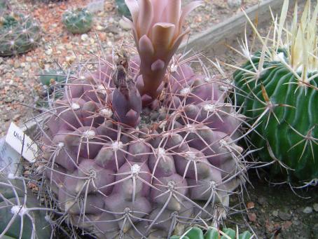 Gymnocalycium ferrari