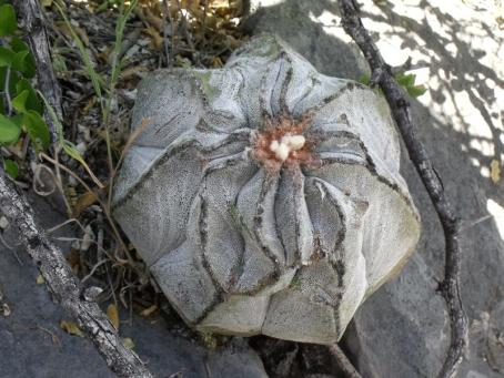 Astrophytum myriostigma potosinum Las Tablas
