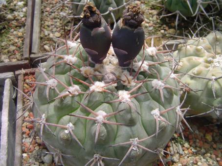 Gymnocalycium mucidum STO 380