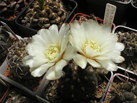 foto10
