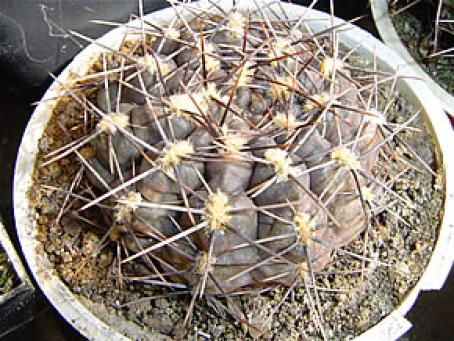 GYMNOCALYCIUM SIBALII