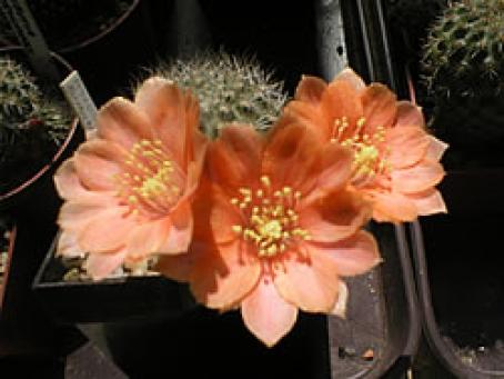 foto17