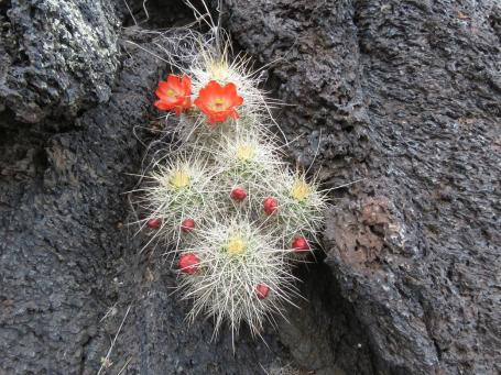 Echinocereus coccineus u Carrizozo NM na ztuhlé lávě Echinocereus coccineus u Carrizozo NM na ztuhlé lávě