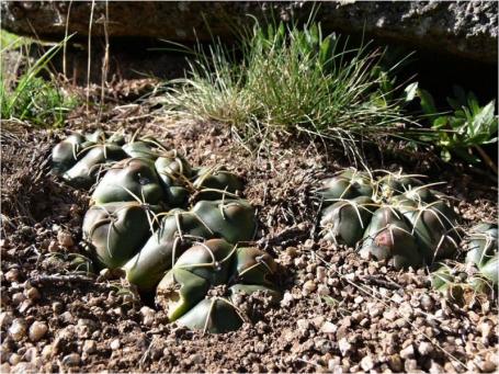 Gymnocalycium denudatum