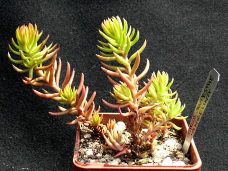 Petrosedum rupestre "Angelina"