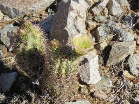 Další snímky z Jarilla Mts, NM, přírodní hybridy mezi Echinocereuc coccineus a dasyacanthus Další snímky z Jarilla Mts, NM, přírodní hybridy mezi Echinocereuc coccineus a dasyacanthus