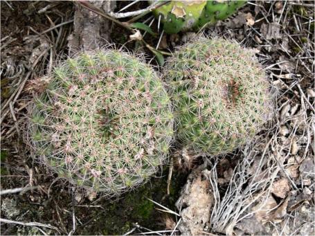 Notocactus multicostatus
