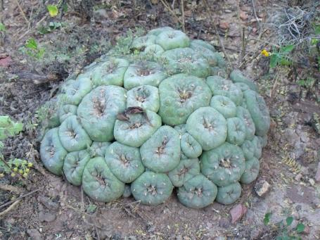 Lophophora diffusa za Peňa Miler