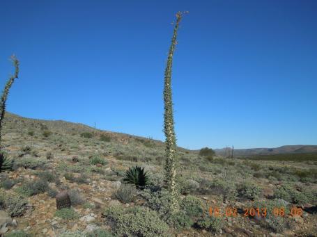 baja-california-2013_36