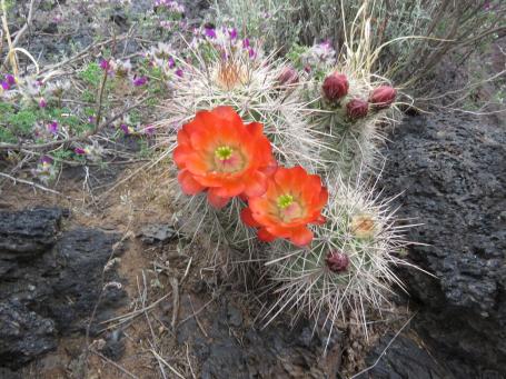 Echinocereus coccineus u Carrizozo NM Echinocereus coccineus u Carrizozo NM