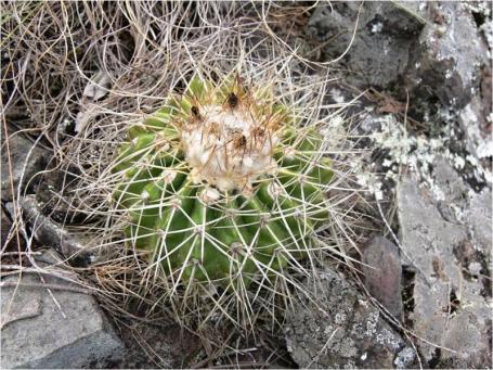 Notocactus langsdorfii v longispinus