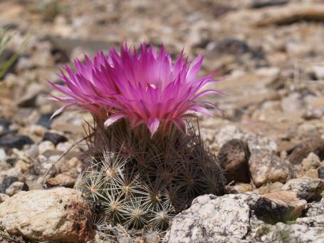 Coryphantha vivipara VZD 662, Illipah, White Pine Co., Nevada, foto Zdeněk Vaško Coryphantha vivipara VZD 662, Illipah, White Pine Co., Nevada, foto Zdeněk Vaško