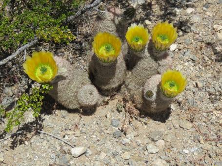 Další snímky z Jarilla Mts, NM, přírodní hybridy mezi Echinocereuc coccineus a dasyacanthus Další snímky z Jarilla Mts, NM, přírodní hybridy mezi Echinocereuc coccineus a dasyacanthus