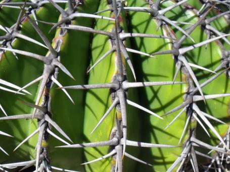 Echinocactus platyacanthus aff. detail Cerro Prieto