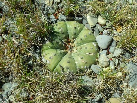 Astrophytum asterias Lucio Blanco 2
