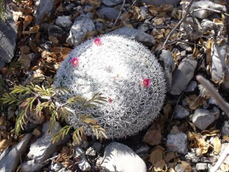 Mammillaria cadereytensis nad Presa de Zimapan