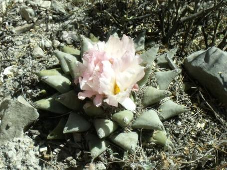 Ariocarpus retusus La Libertad
