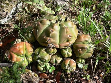 Gymnocalycium horstii