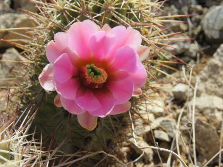 Další snímky z Jarilla Mts, NM, přírodní hybridy mezi Echinocereuc coccineus a dasyacanthus Další snímky z Jarilla Mts, NM, přírodní hybridy mezi Echinocereuc coccineus a dasyacanthus