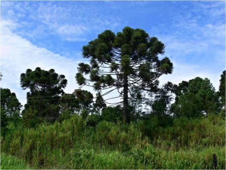 Araucaria angustifolia