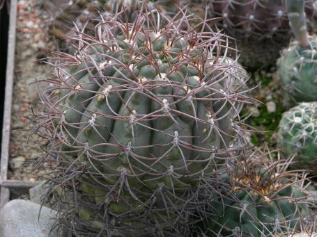 Gymnocalycium glaucum P 218