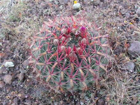 Ferocactus latispinis Huixmí 2