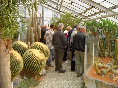 Za zády účastníků několikaleté semenáčky Echinocactus grusonii