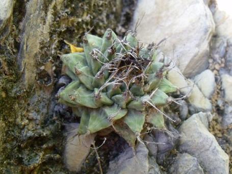Turbinicarpus alonsoi Xichú